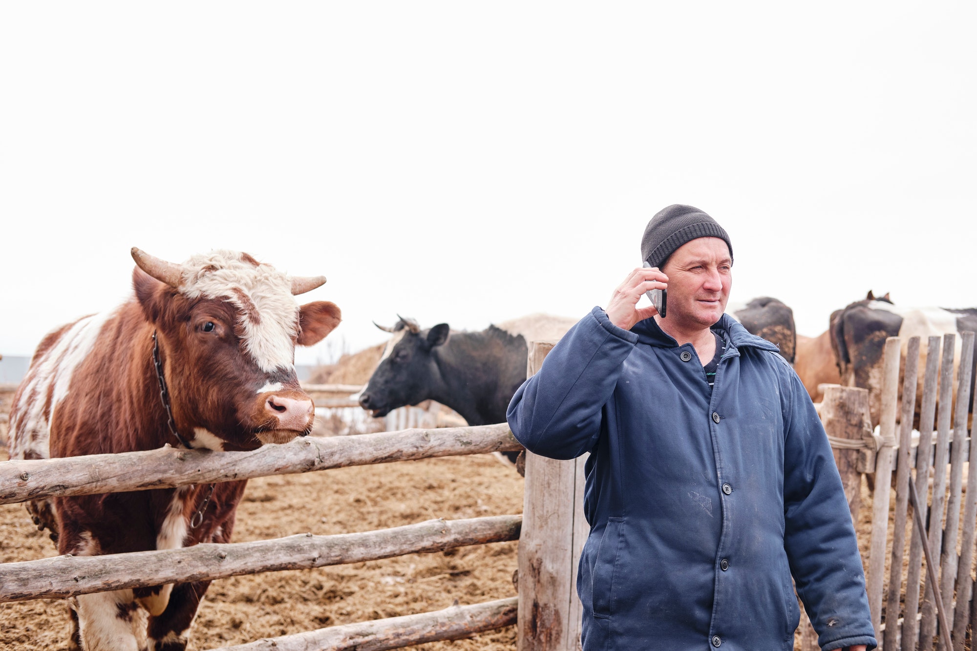 farmer talking on the phone against the background of bulls. Businessman in the village